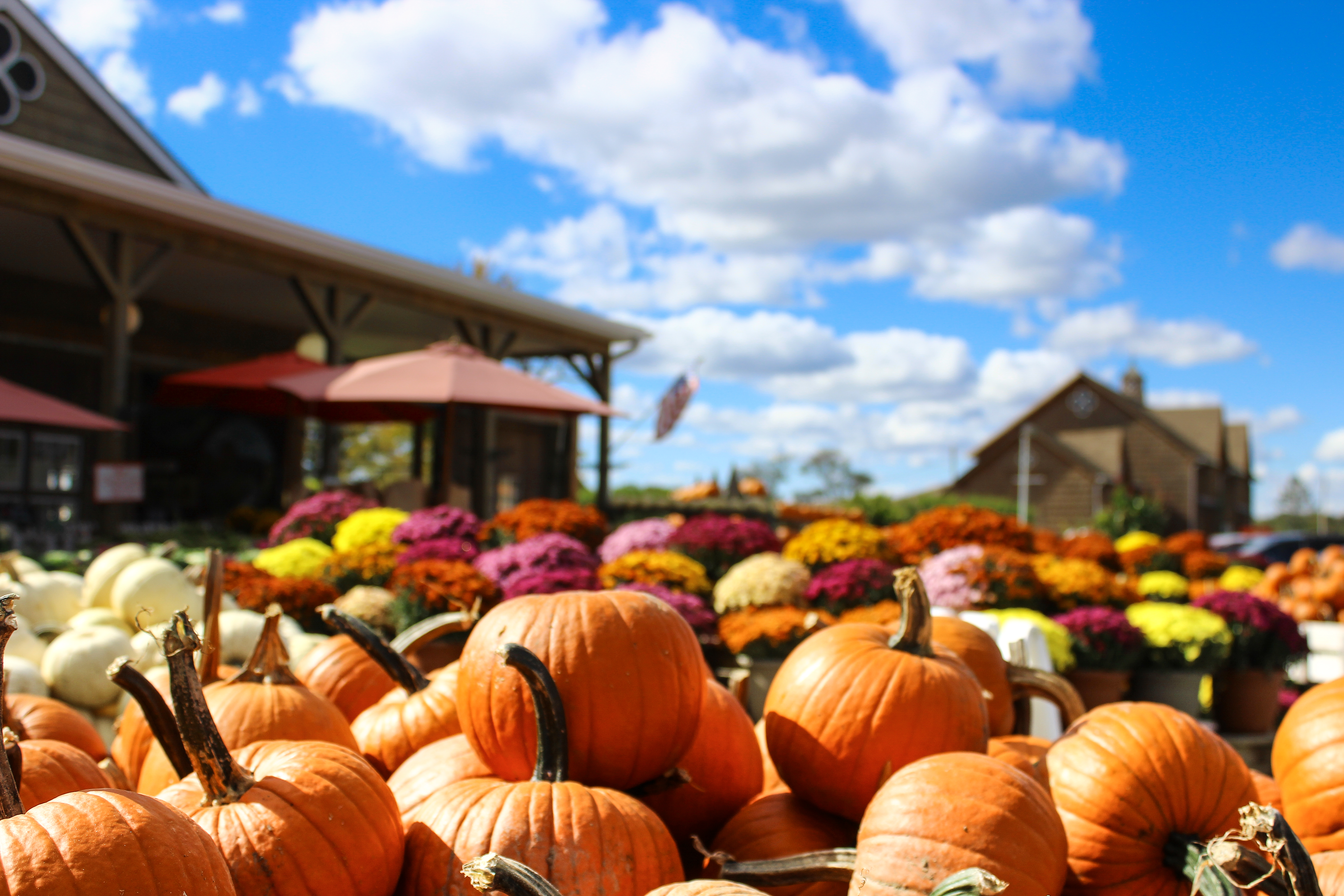 Fall Festivals in Maryland • Carolyn Homes