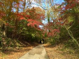 5 Great D.C. Bike Trails